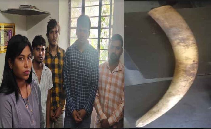 Five accused including a girl arrested with ivory worth Rs 1.5 crore