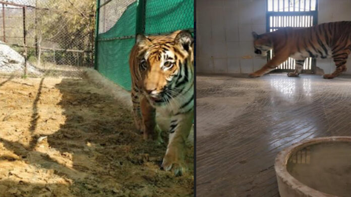 Maharashtra's tigress Bhakti reaches Nahargarh Biological Park ​