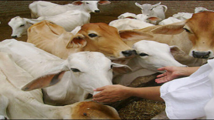 A huge event was organized for cow service, bird feed and bird feed distribution