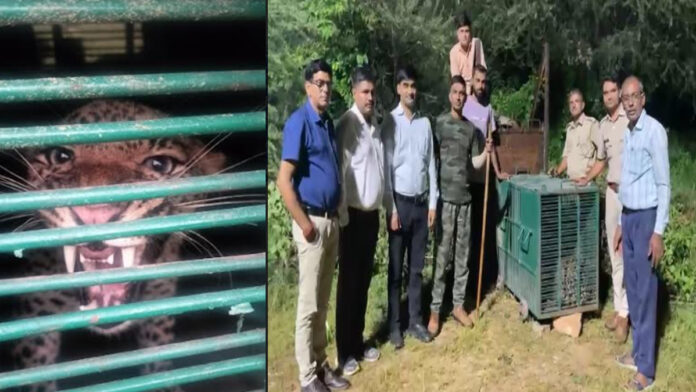 Male leopard came in the cage installed in MNIT