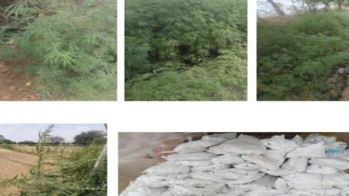 Operation Knockout Campaign: Police seized 4,820 green marijuana plants